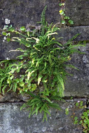 bepflanzung pflanzen 28 bepflanzung pflanzen 28