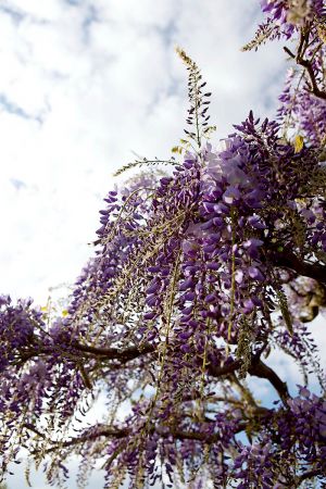Pflanzen Bepflanzung 17 Pflanzen Bepflanzung 17