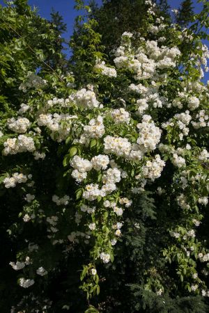 CB Website Gartenbau Belaege Voser 1 CB Website Gartenbau Belaege Voser 1