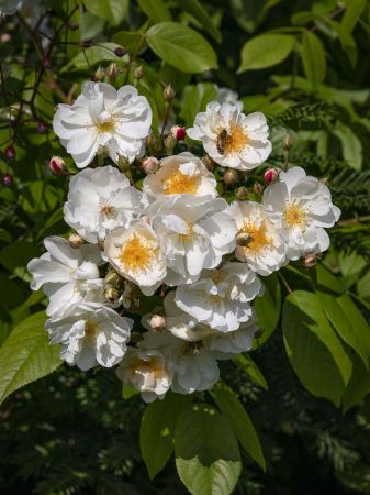 CB Website Gartenbau Bepflanzung Voser 3 CB Website Gartenbau Bepflanzung Voser 3