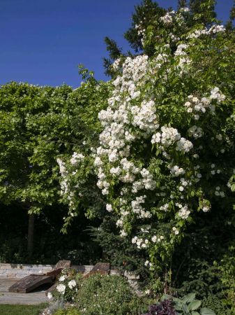 CB Website Gartenbau Bepflanzung Voser 4 CB Website Gartenbau Bepflanzung Voser 4