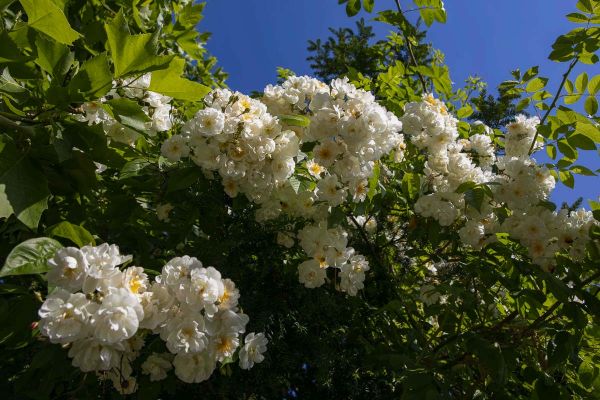 CB Website Gartenbau Bepflanzung Voser 5 CB Website Gartenbau Bepflanzung Voser 5