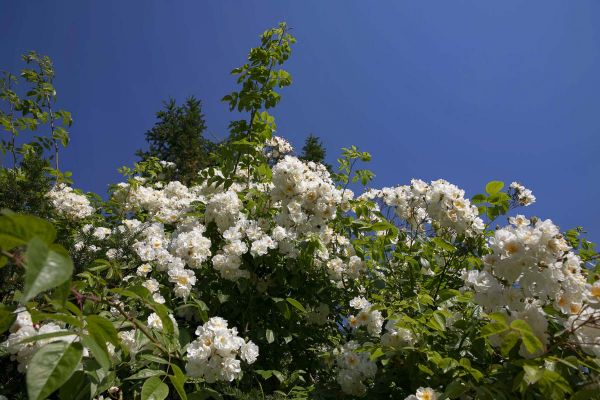 CB Website Gartenbau Bepflanzung Voser 6 CB Website Gartenbau Bepflanzung Voser 6