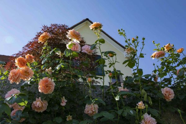 CB Website Gartenbau Bepflanzung Voser 7 CB Website Gartenbau Bepflanzung Voser 7